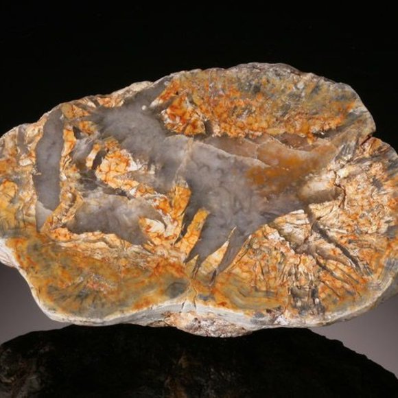 Fossilized Dinosaur Dung (Coprolite)...Time Period: Jurassic ~ 140 million Years